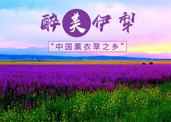 【醉美伊犁】那拉提+薰衣草+ 赛里木湖深度10日游